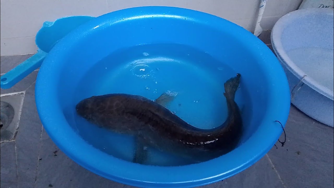 Cá lóc khổng lồ