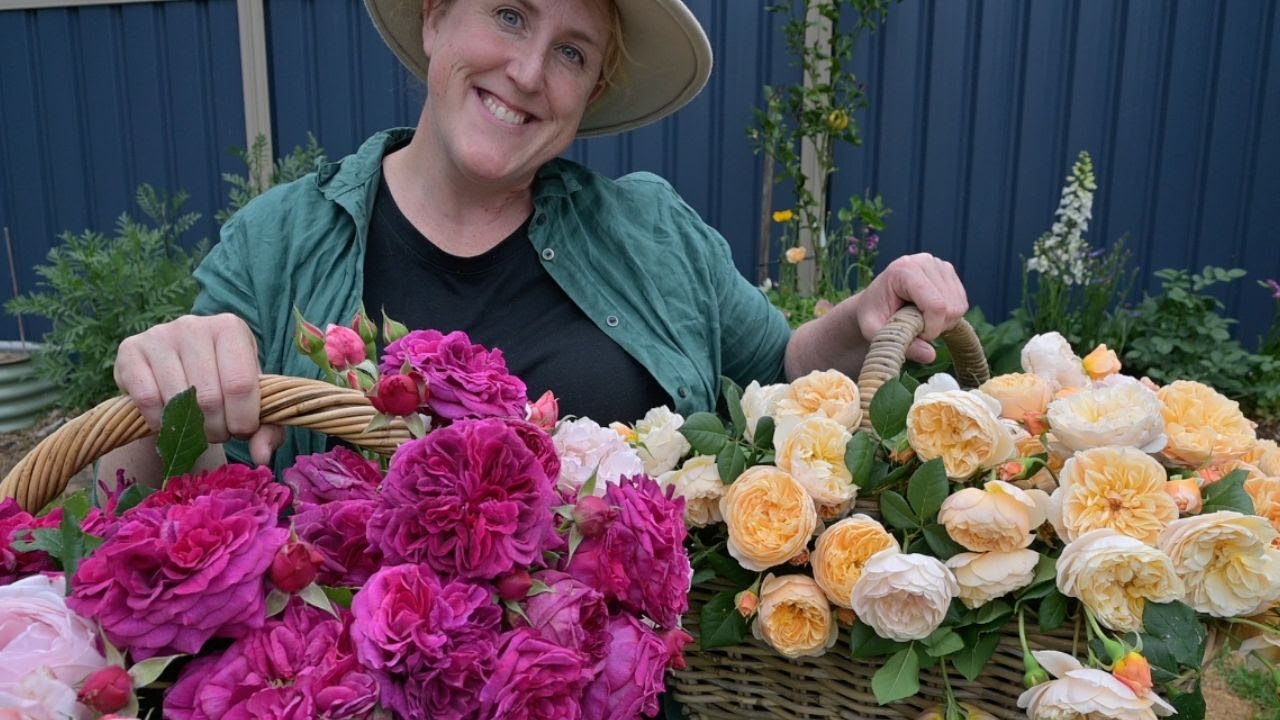 Beauty & Pain in the garden. Cutting the most beautiful roses & a sad update