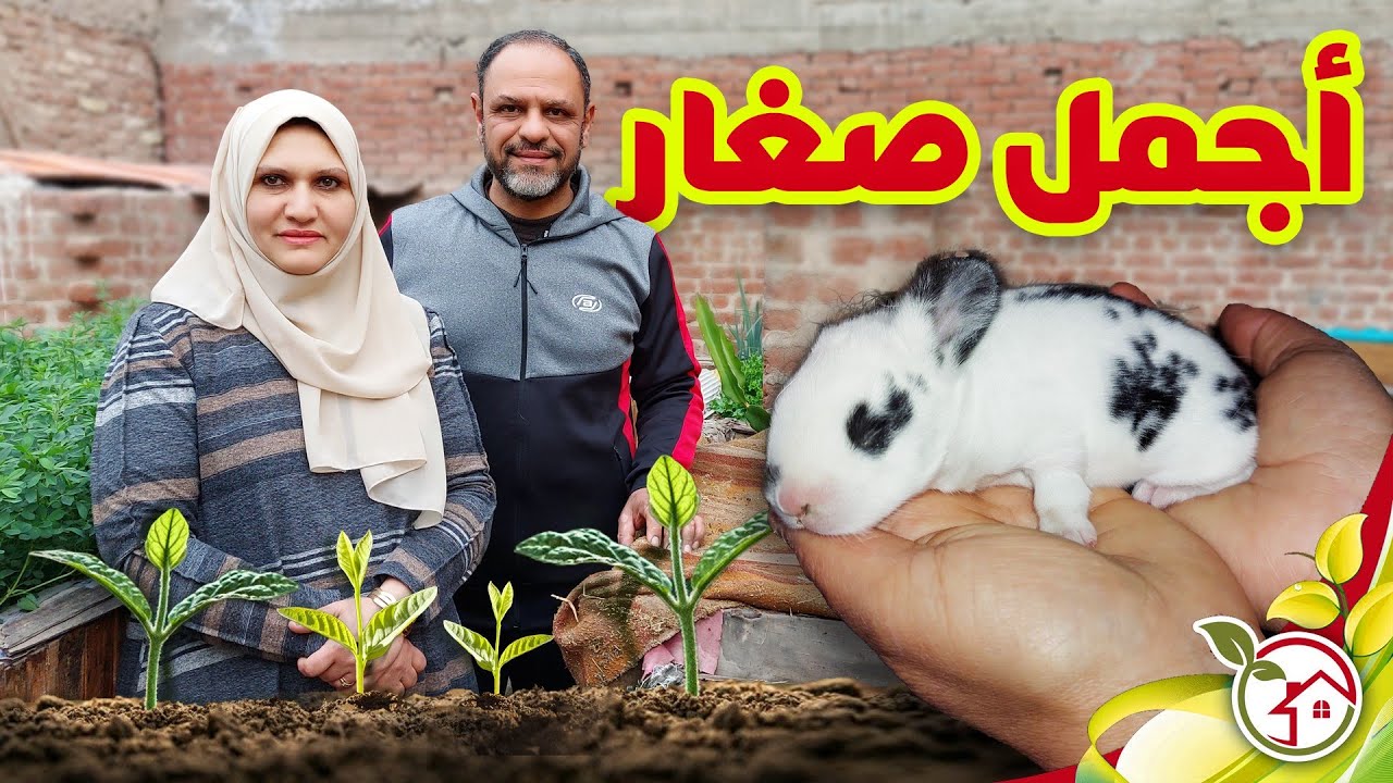 الصغار الجدد فى المنزل وولادة أرانب جديدة !