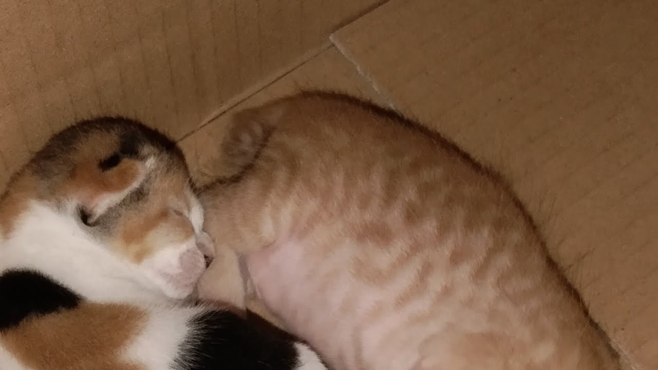 dua bayi kucing