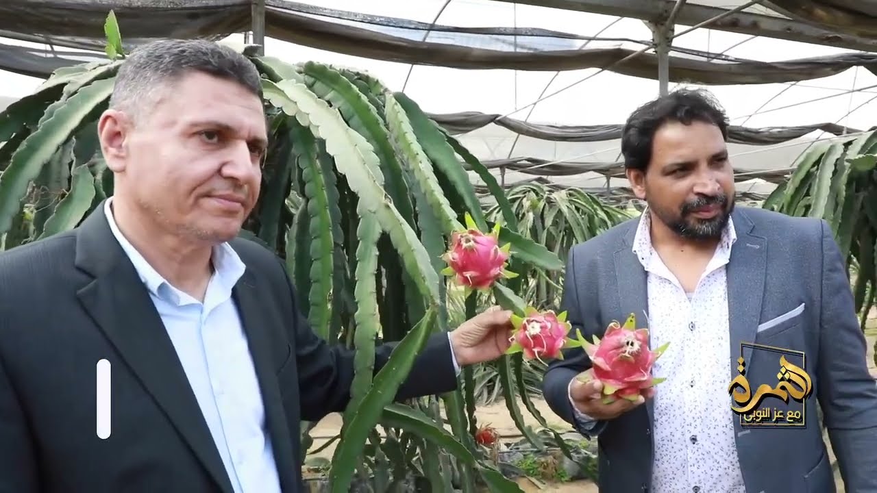 الدرجوان فوت والأناناس في مصر  أسرار الزراعة الحديثة!