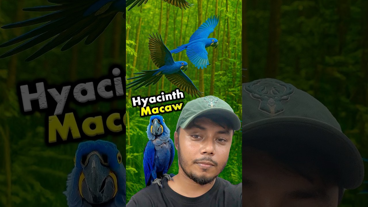 Super Expensive Parrot Spotted in Bangladesh! &ndash; Hyacinth Macaw 🦜💎 #macaw #parrot