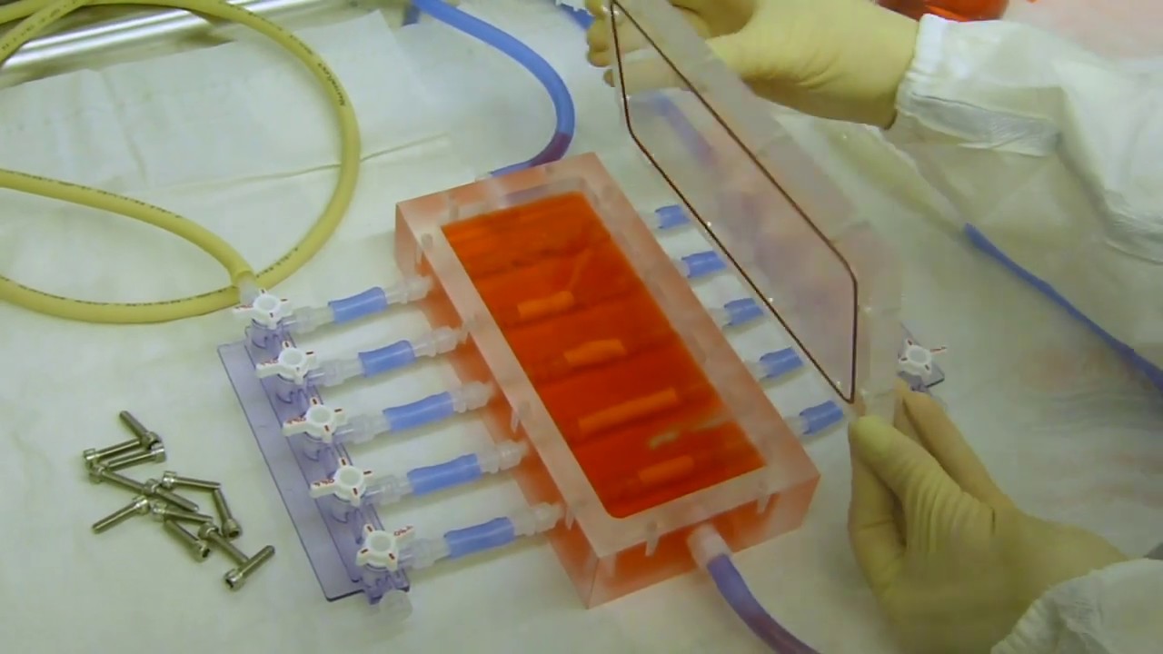 Vascular graft endothelialization lab