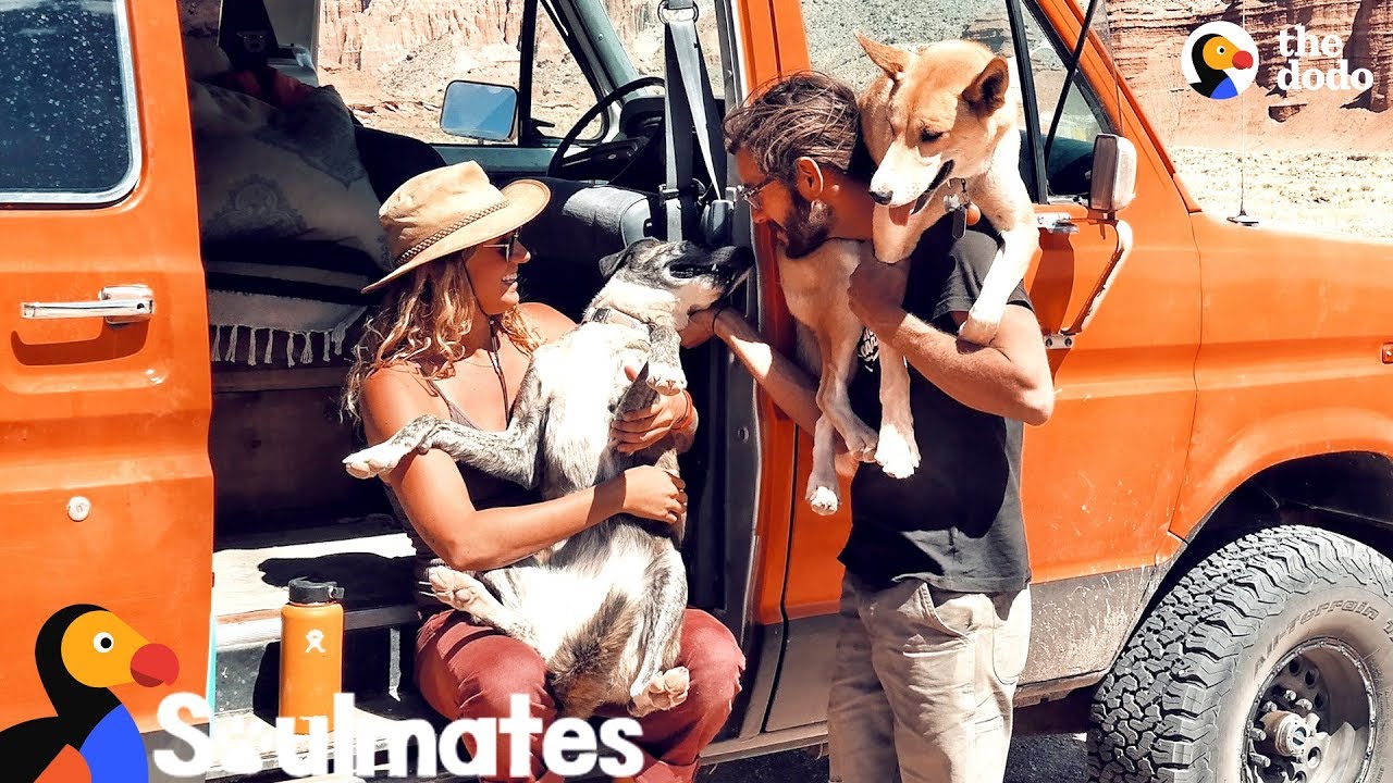Couple And Their Shelter Dogs Become The Happiest Family | The Dodo Soulmates