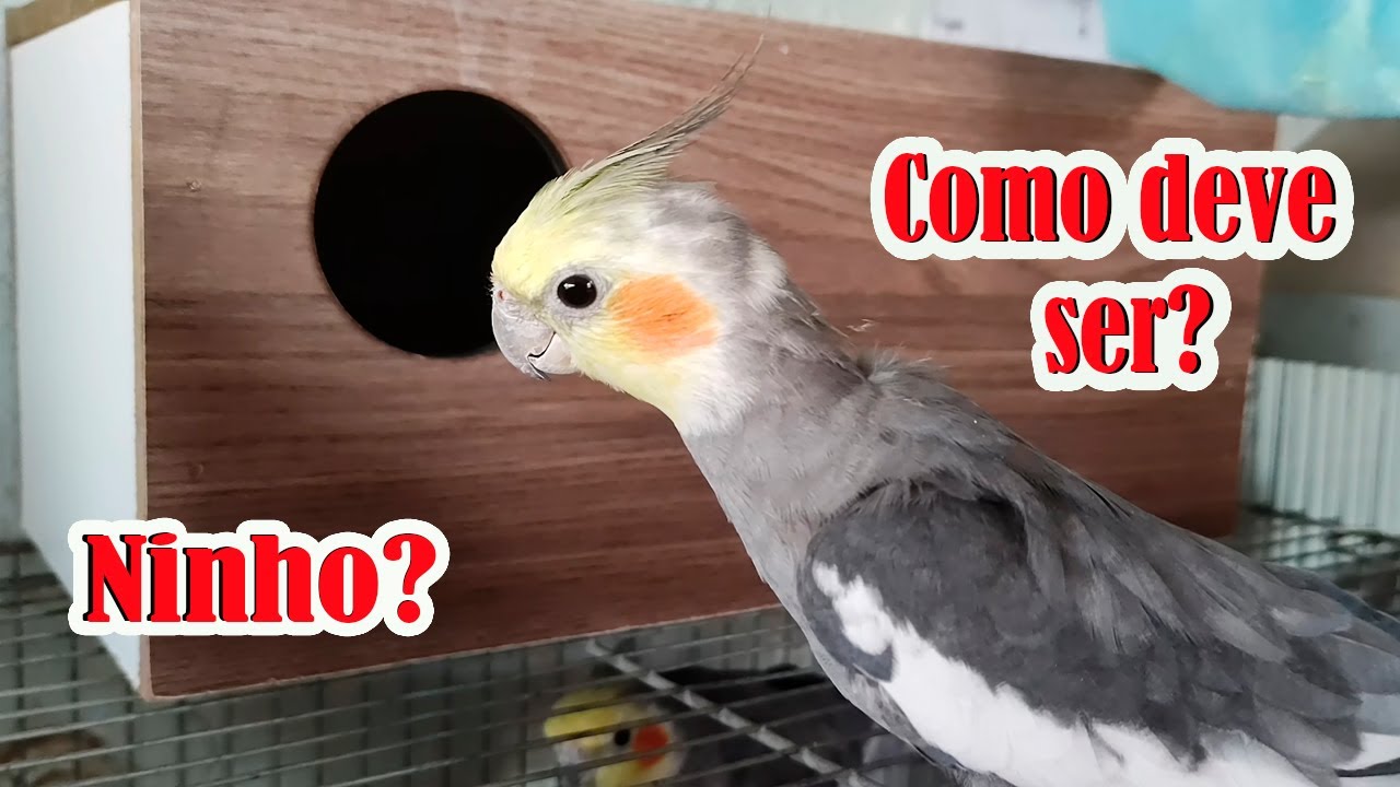 NINHO para calopsitas parte.1