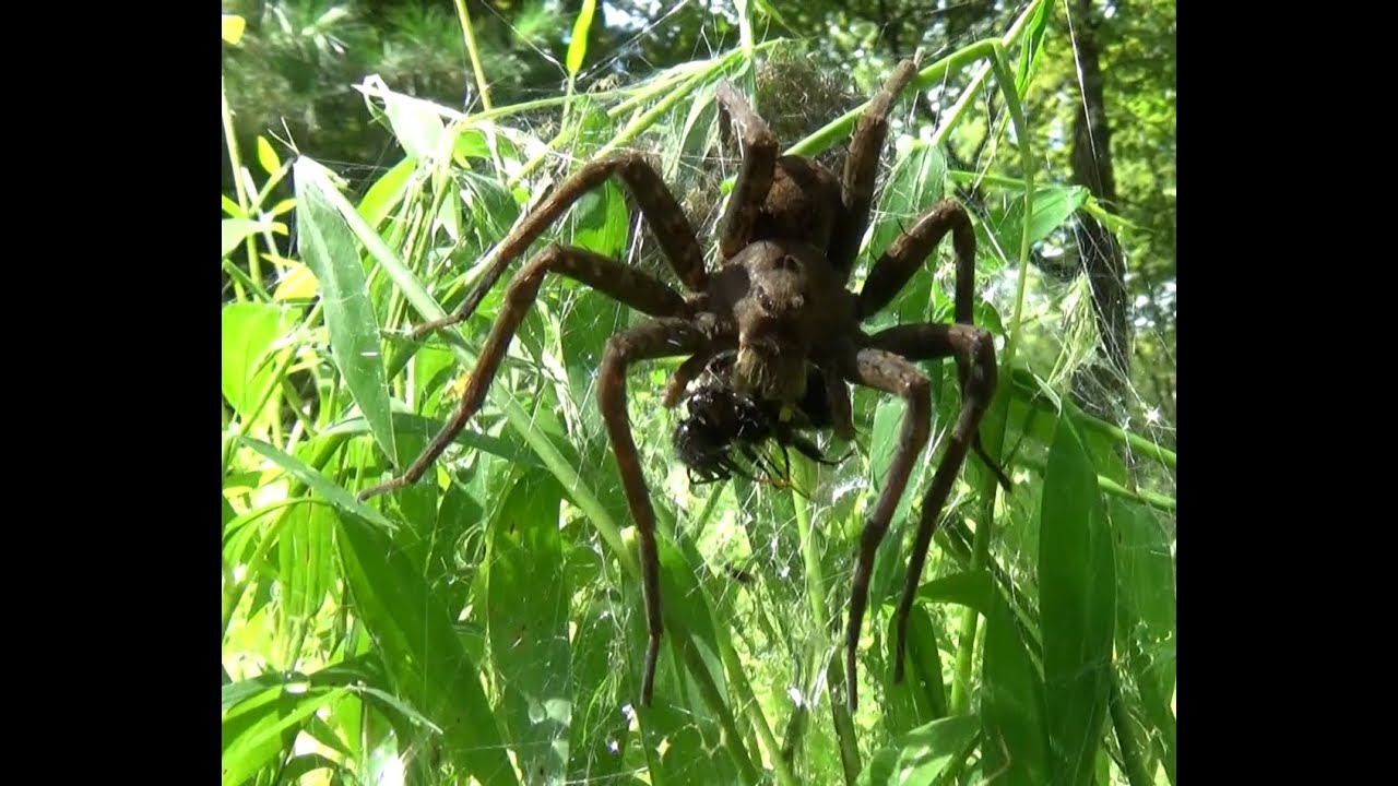 V145  Big Spider guarding her babies