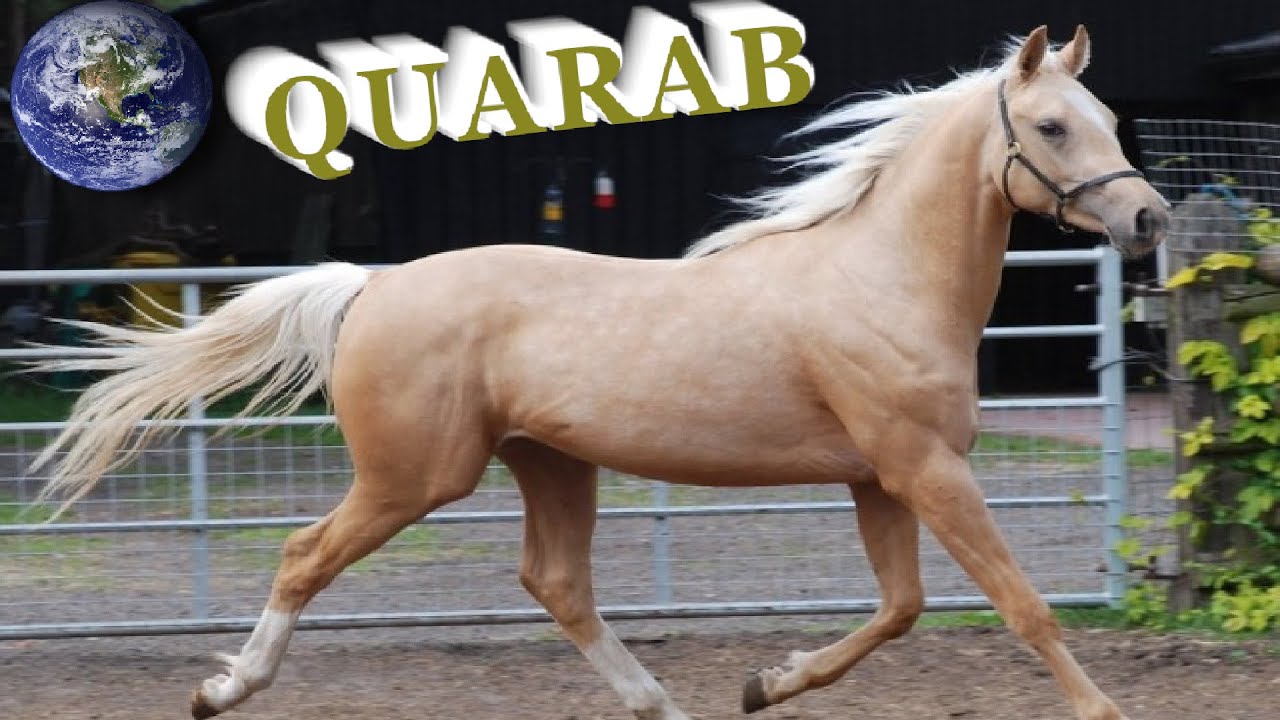 TOP Beautiful Quarab Horse in the World!
