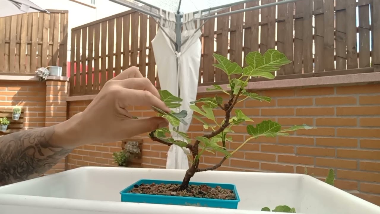 Como pinzar un Bonsai Higuera 🤔 #bonsai #online #gratis