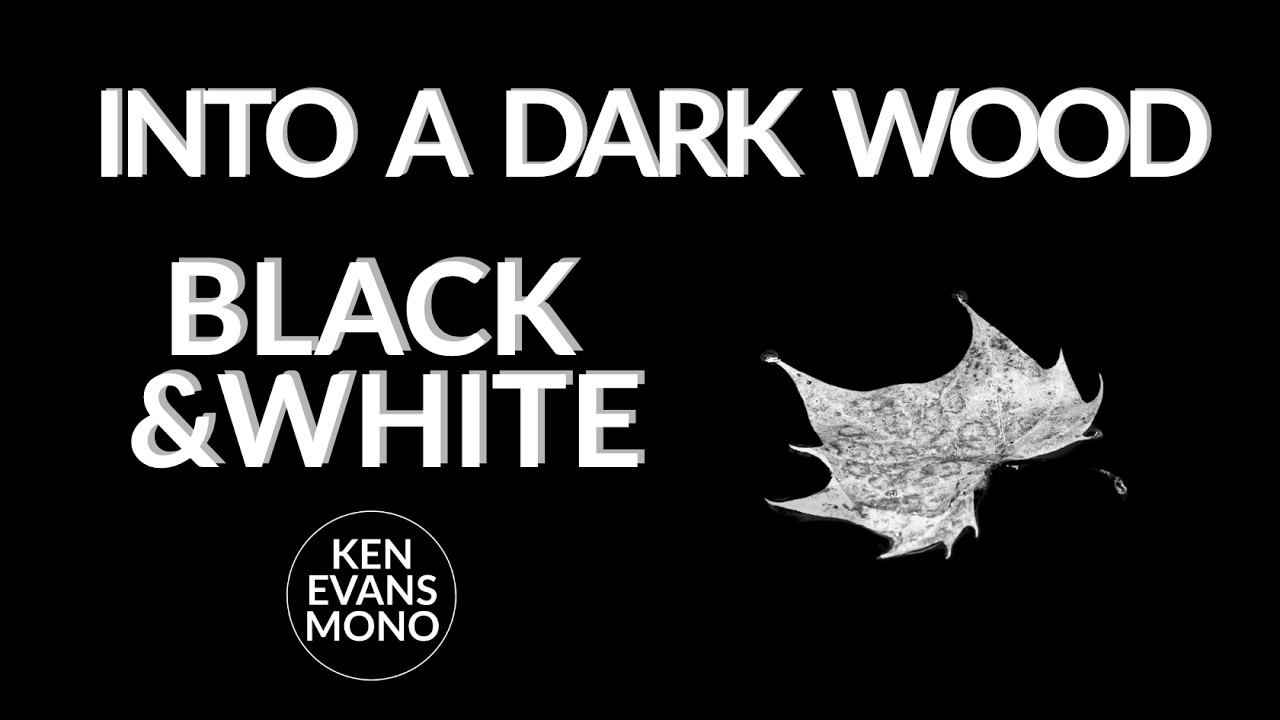 WHAT HAPPENS IN THE DARKEST PART OF THE FOREST?