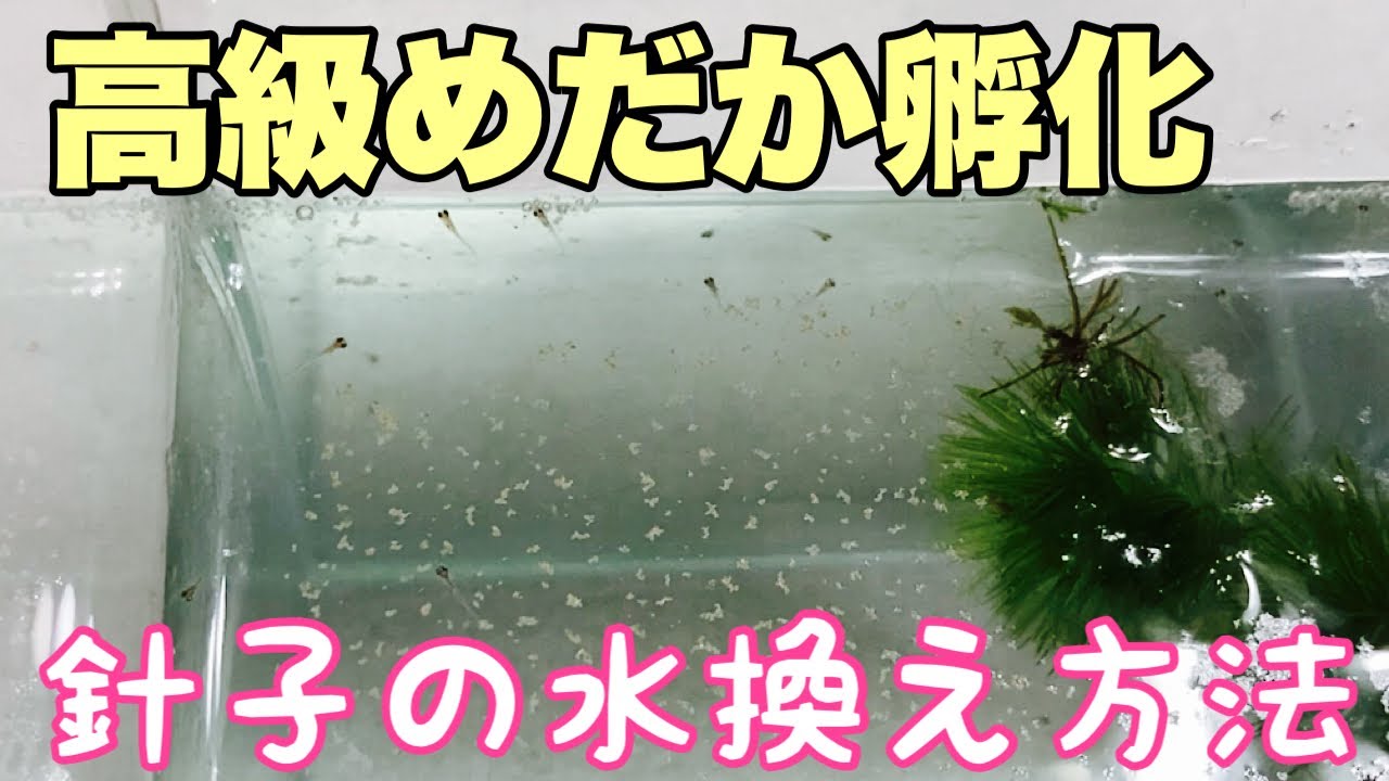 高級めだかが孵化！針子の水換えの仕方も紹介