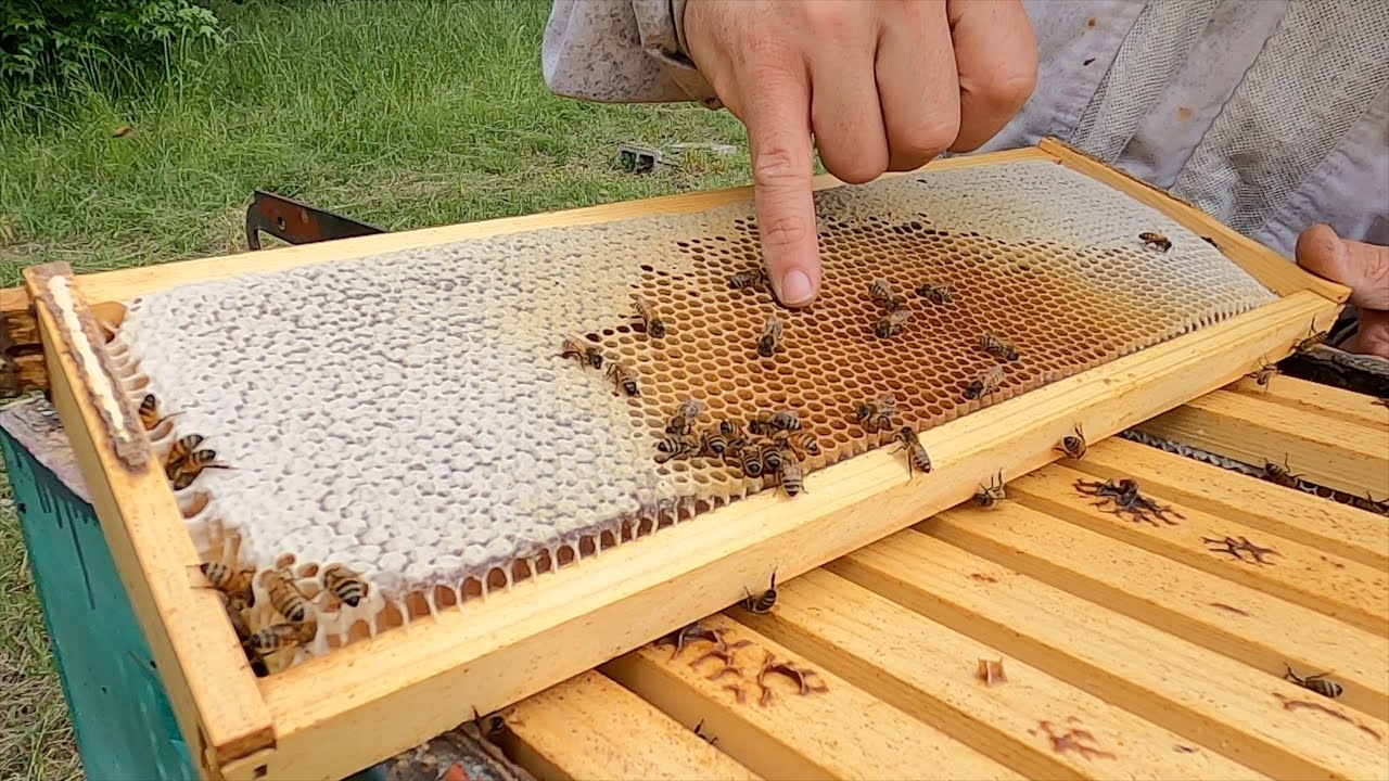 These Hives were LOADED With Honey