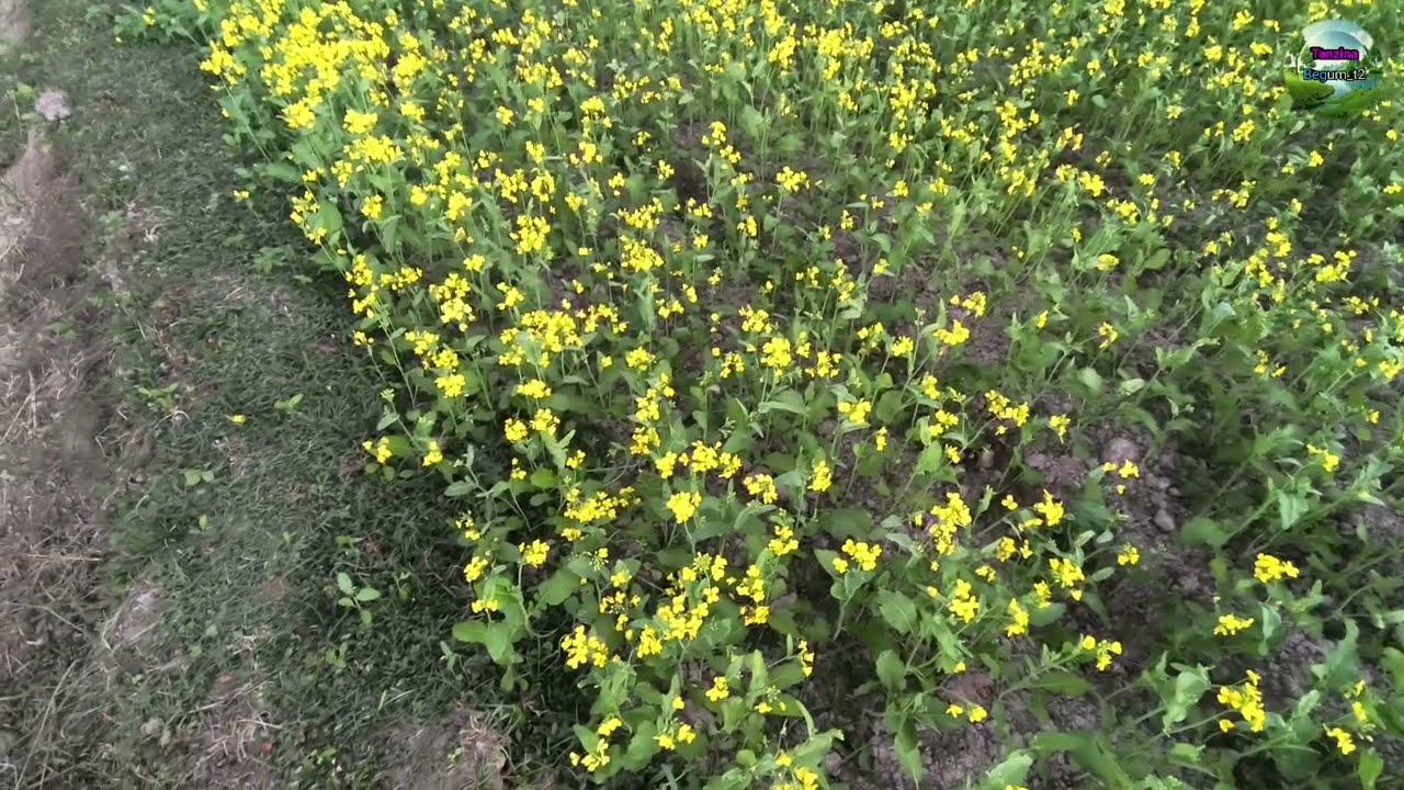 Easy way to grow mustard and get bumper yield, care and blog story. ⁨@TanzinaBegum_t2⁩