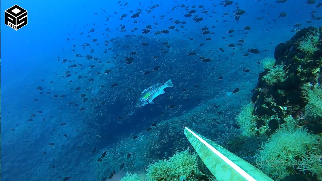 PESCASUB Dotto Enorme Dentice Pesca subacquea Sottocosta