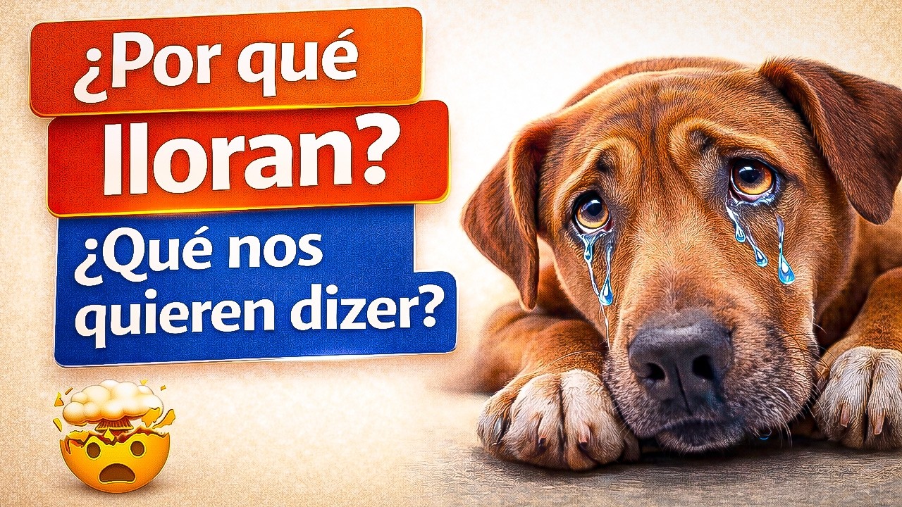 Por Qué Tu Perro LLORA Cuando Te Vas — DIOS Explicó ESTO Finalmente