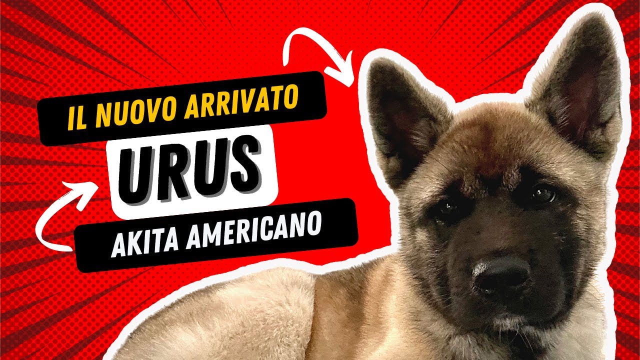 URUS, IL CUCCIOLO DI AKITA AMERICANO CHE HA CONQUISTATO IL NOSTRO CUORE