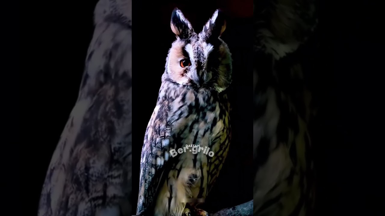 O CAÇADOR MAIS SILENCIOSO DO MUNDO! 🦉 