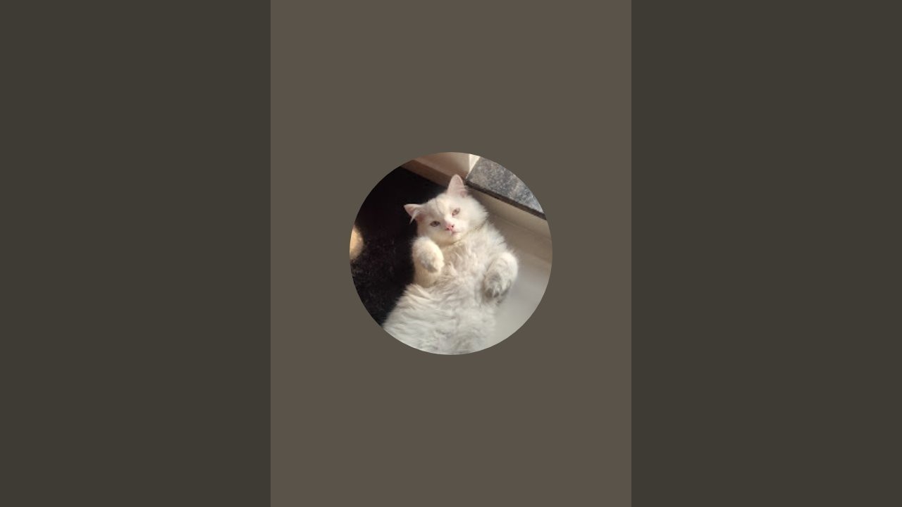 Leo – The Royal Persian Cat 👑🐱