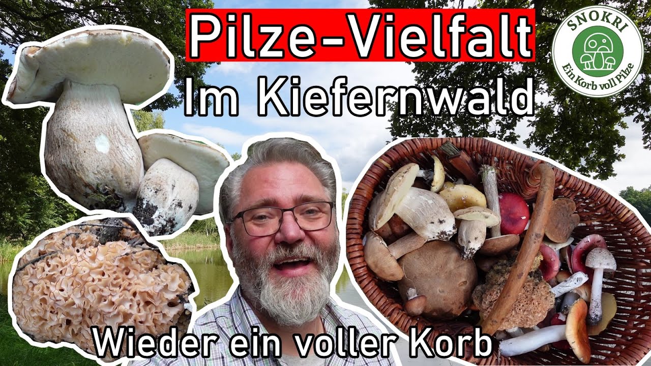 Pilze Vielfalt im Kiefernwald - Mitte September 2023 - Korb wieder voll