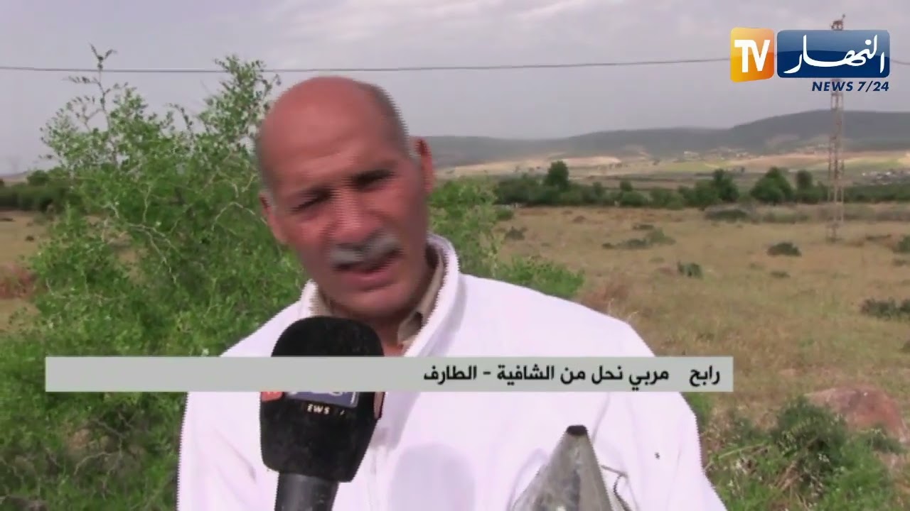 الطارف: مربو النحل يتوقعون إنتاجا وفيرا في مادة العسل