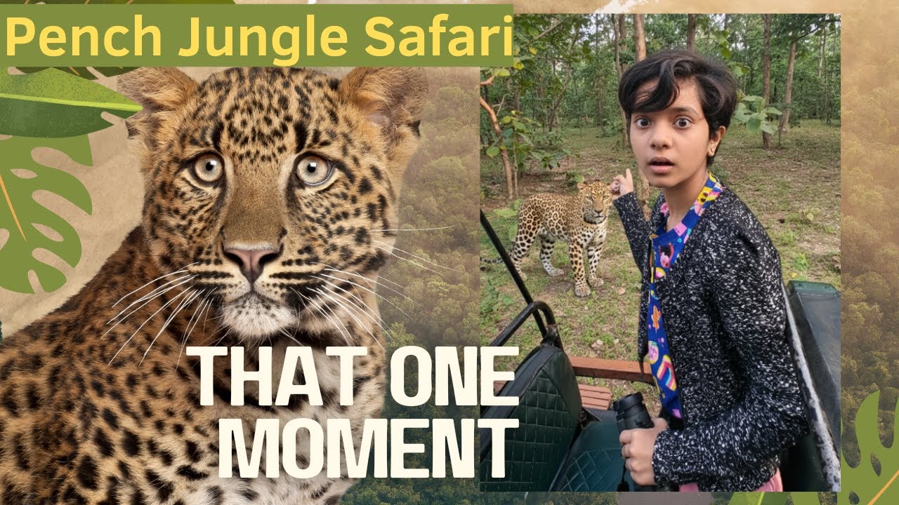 Why Skipping the Buffer Zone is a BIG MISTAKE at Pench Tiger Reserve