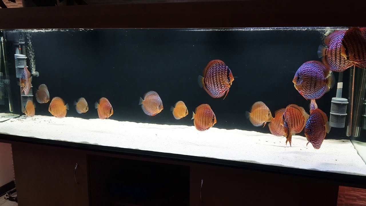 Rood turquoise Alexander Piwowarski, twee lijnen😍