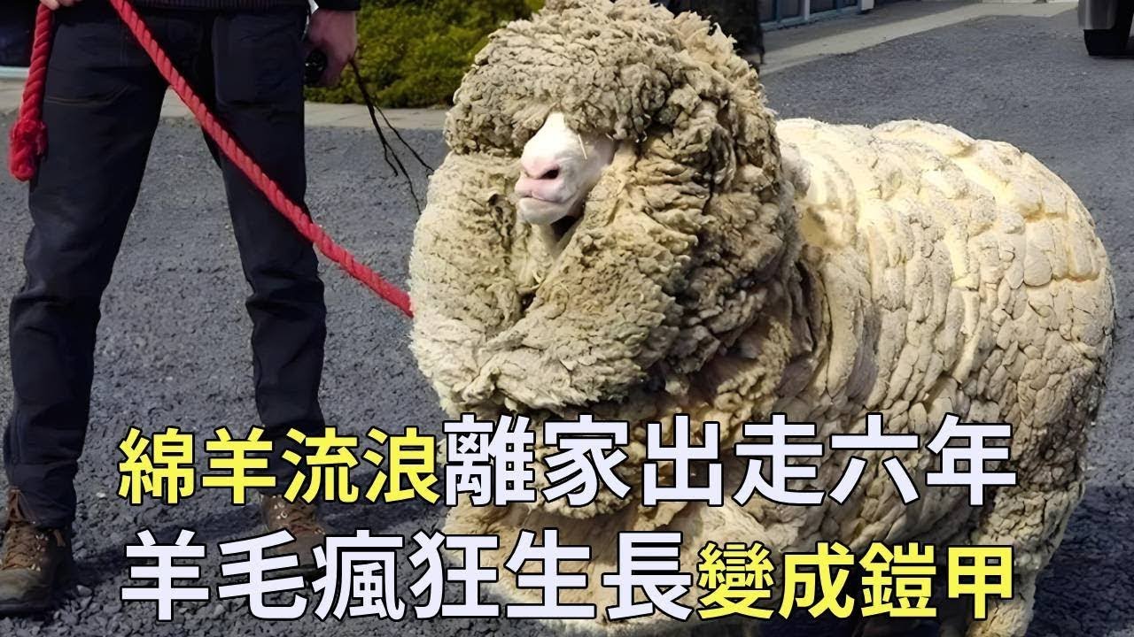 叛逆的小羊在外流浪了六年，全身的羊毛疯长成厚厚的铠甲，连狼都不知道如何下嘴！【小奶狗观影】