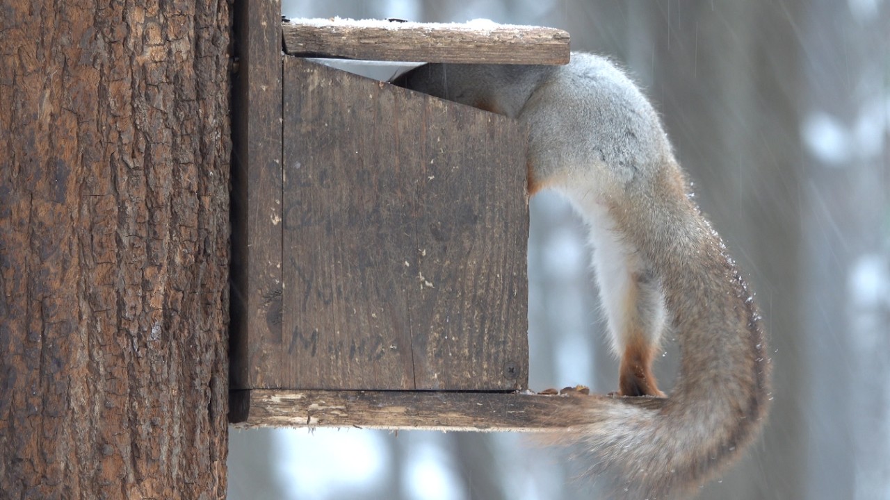 Снегопад. Кормлю белок. Зарисовка / Snowfall. I feed the squirrels. The sketch