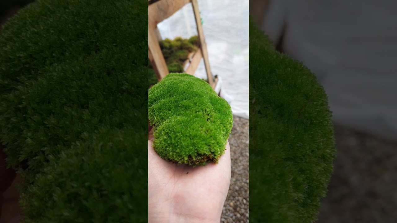 Moss Science Episode 1. Basic classification, differences and physiology of mosses.