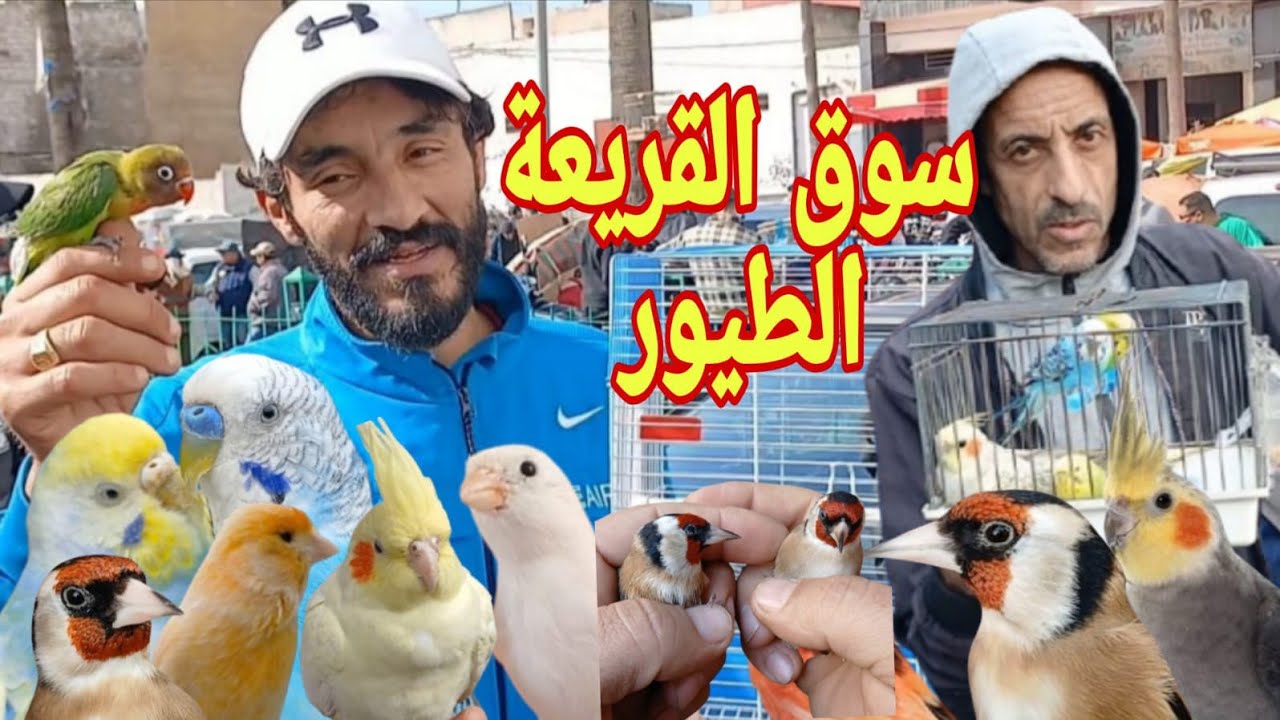 سوق القريعة الطيور 🔥 الدار البيضاء 🦜 عشاق طيور اجي نتولعو اثمنة أنواع 🐦 فرجة ممتعة