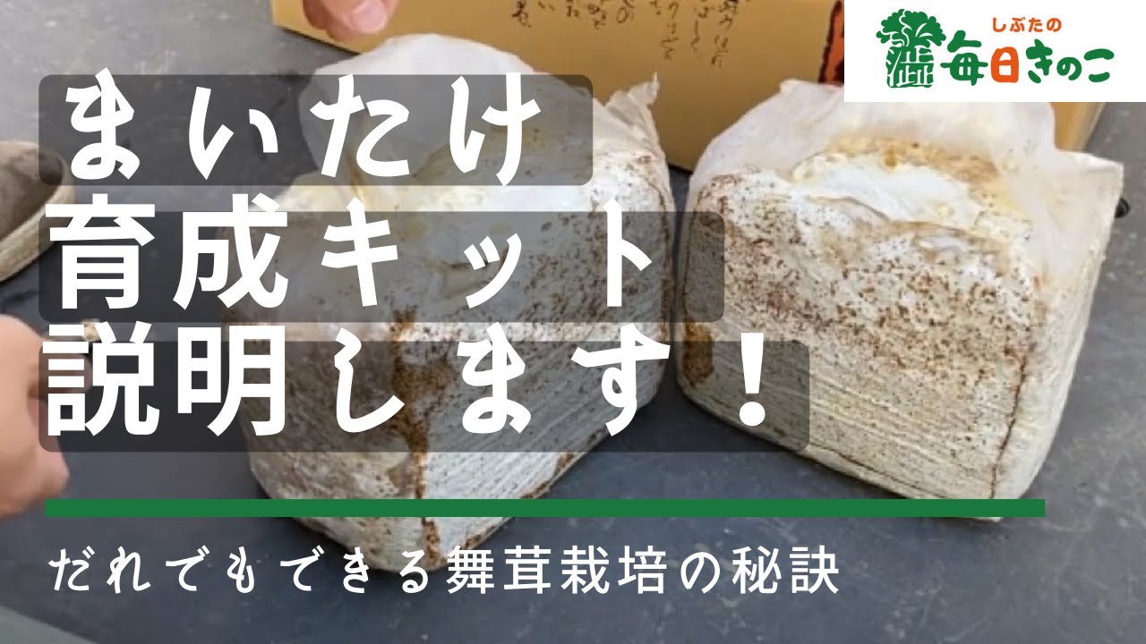 【商品説明】まいたけ育成キットの植え方を説明します！【しぶたの毎日きのこ】北海道厚沢部町