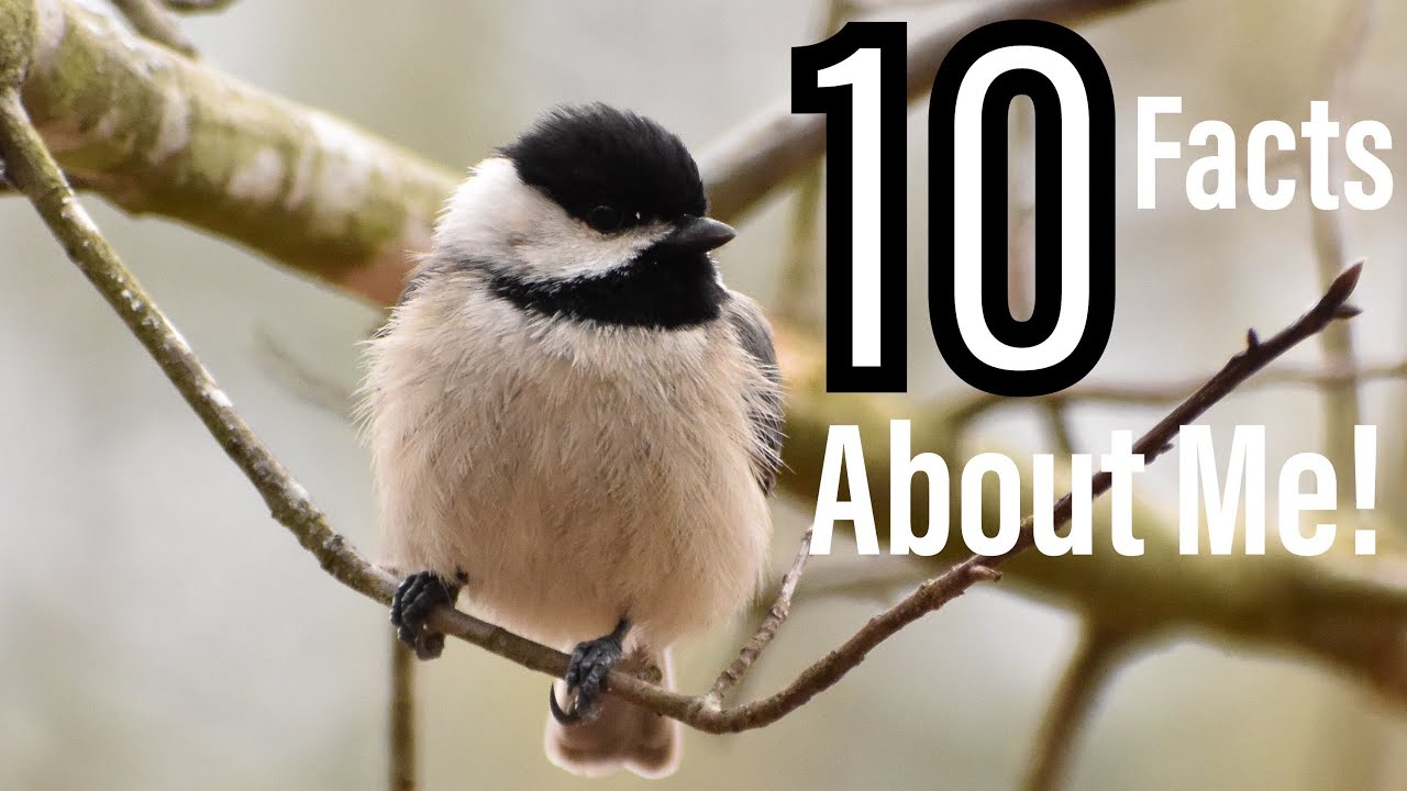 10 Amazing Facts About The Carolina Chickadee