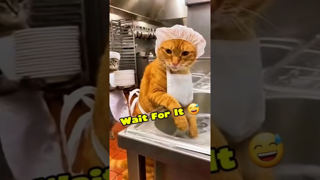 Kitchen Chaos: The Great Plate Fight! 🍽️🐱 