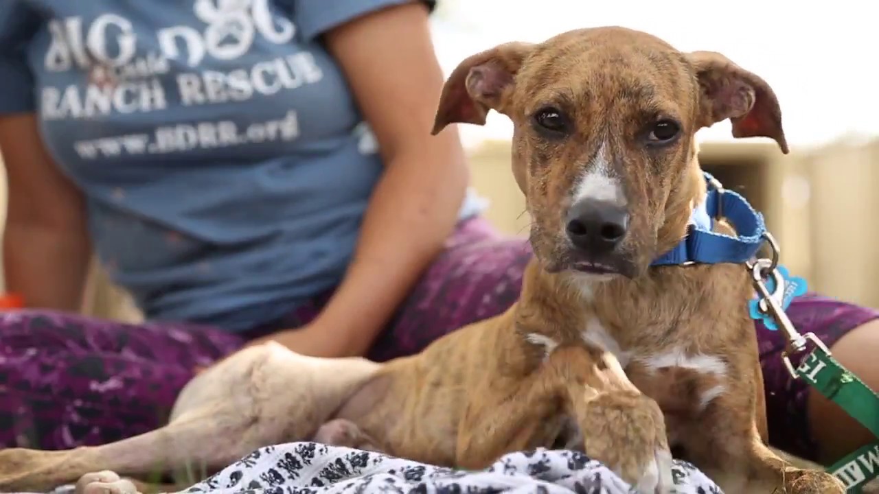 BDRR Big Dog Ranch Rescue