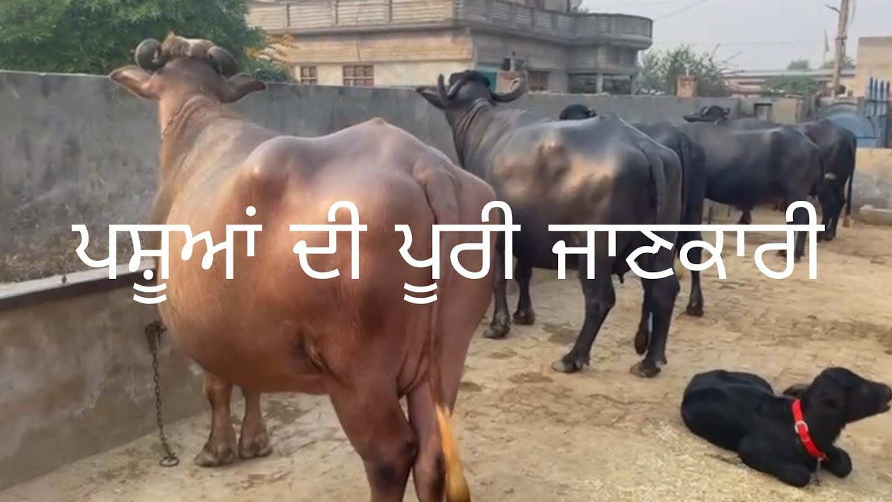 ਤੁਹਾਡੇ ਸਾਰਿਆਂ ਦੇ ਕਹਿਣ ਤੇ ਦਿੱਤੀ ਆਪਣੀਆਂ ਮੱਝਾਂ ਦੀ ਫੁੱਲ ਡੀਟੇਲ ❤️😊
