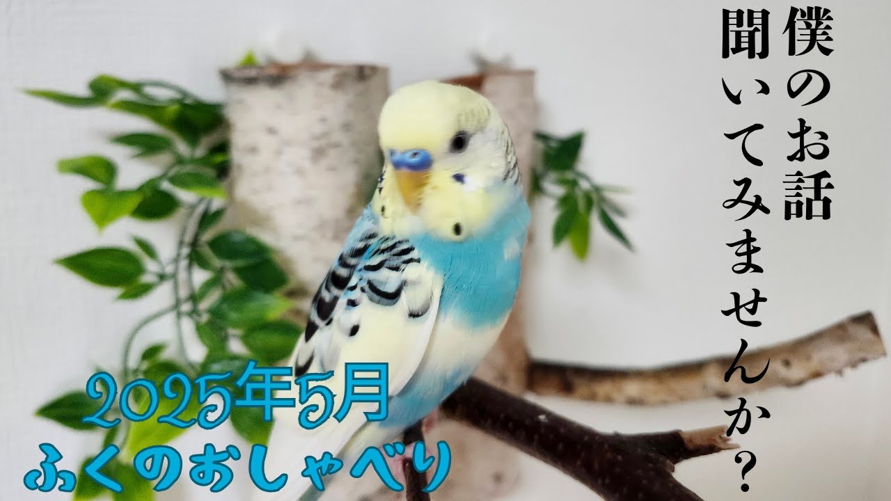 #034 20240424　ふくのおしゃべり2025年5月編