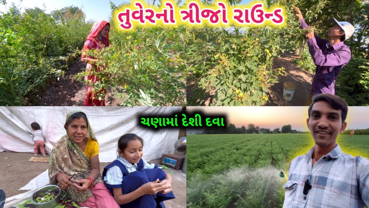 ફરી પાછો તુવેરનો રાઉન્ડ || ચણામાં દેશી દવા || Life at Botad Village Vlogs 