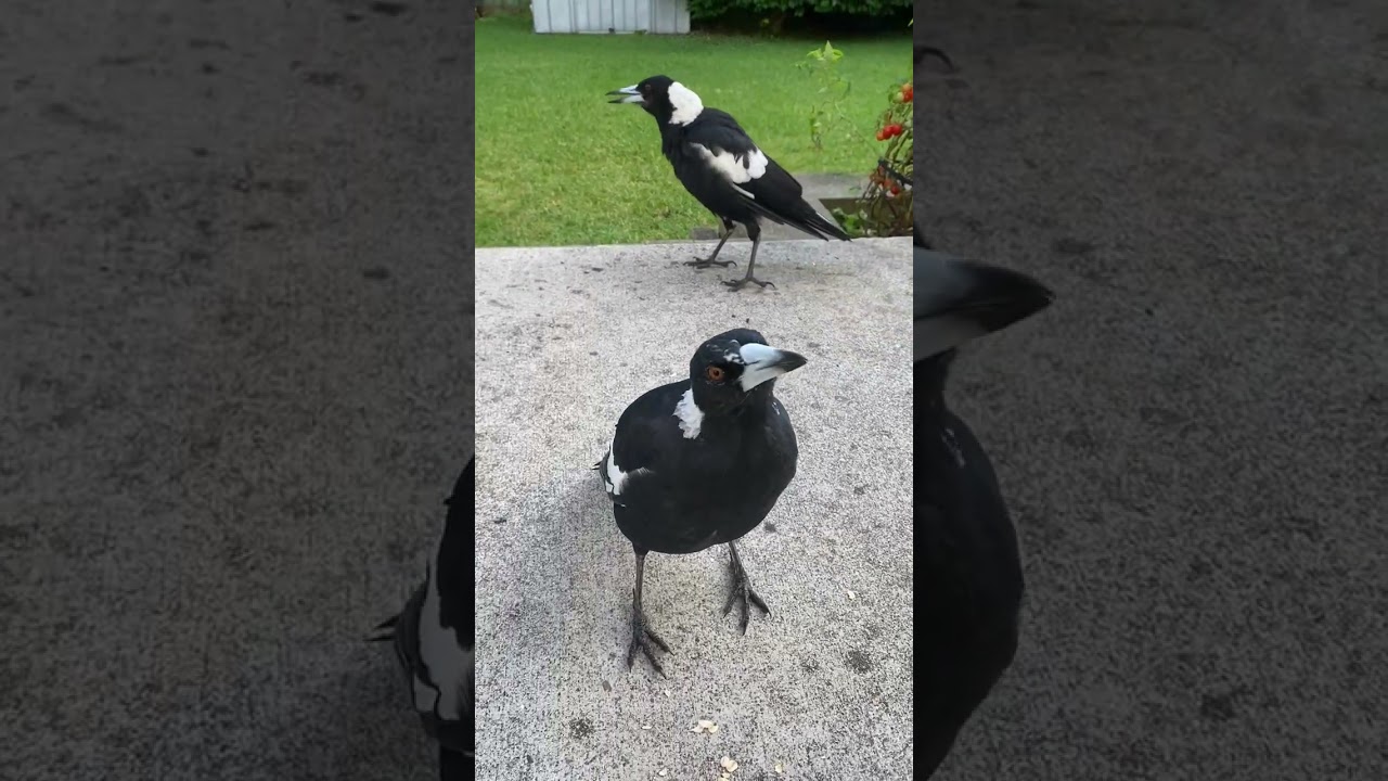 Beautiful Australian Magpies Singing #magpie #birdsounds #magpie