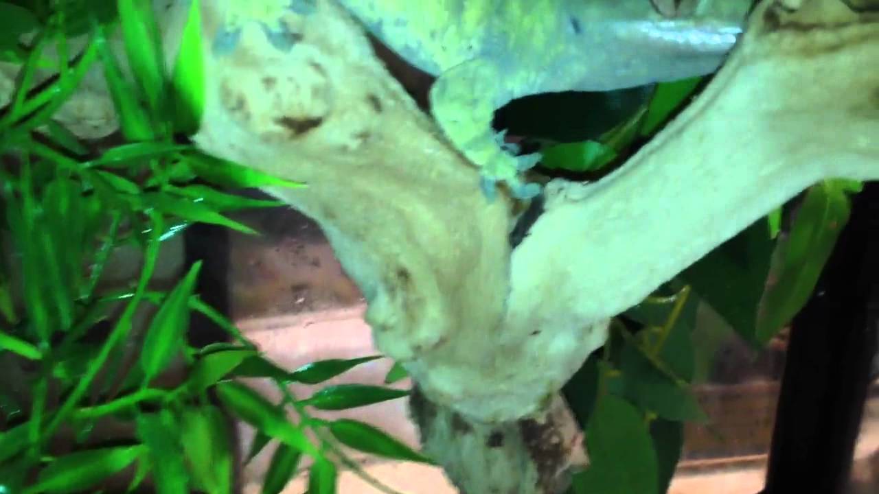 Crested Geckos at Night