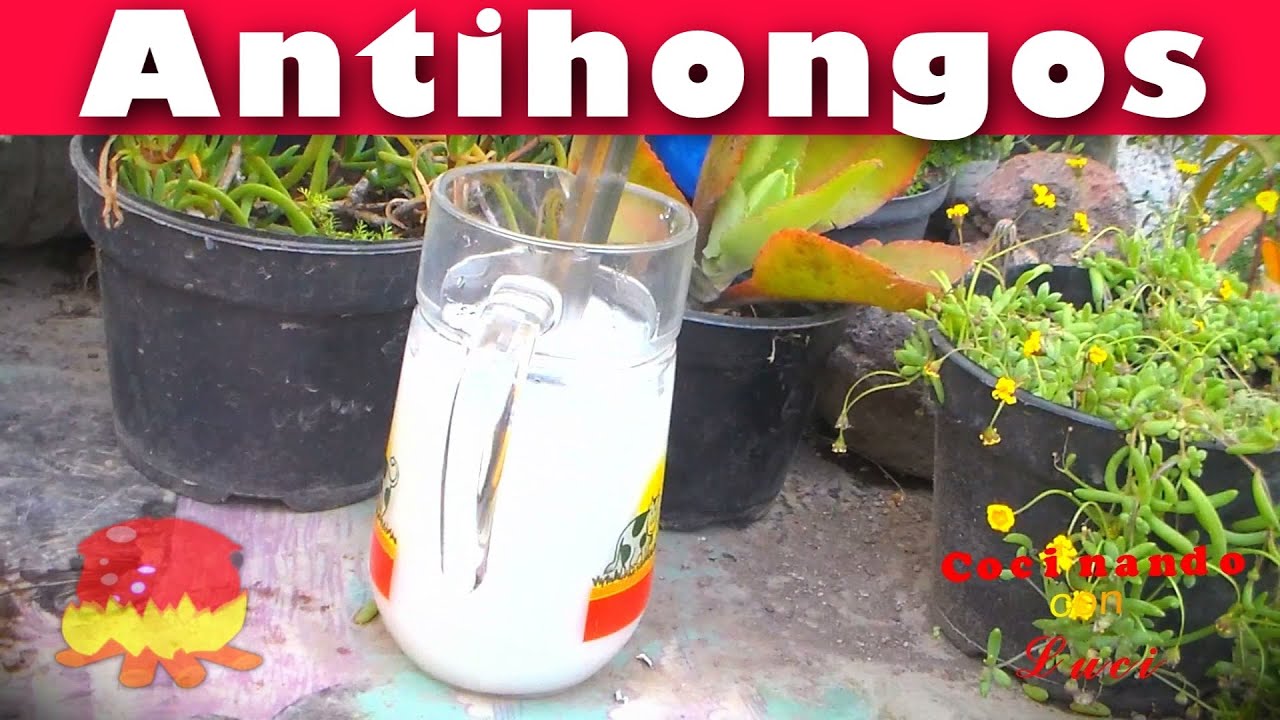 COMO HACER UN REMEDIO ANTIHONGOS PARA PLANTAS @Marisolpink
