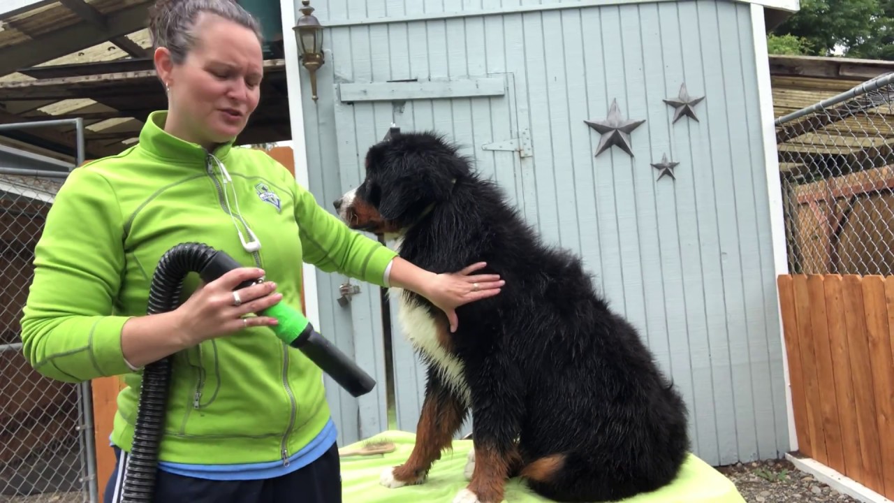 How to groom your dog like the professionals! Dry your dog with a professional forced air dryer.