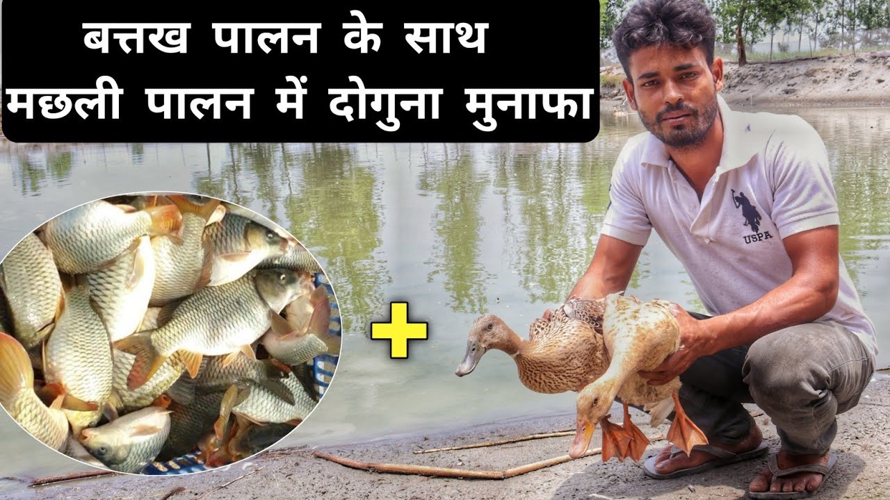 Hodowla kaczek + hodowla ryb | Machli Aur Batak Palan | Hodowla kaczek i ryb