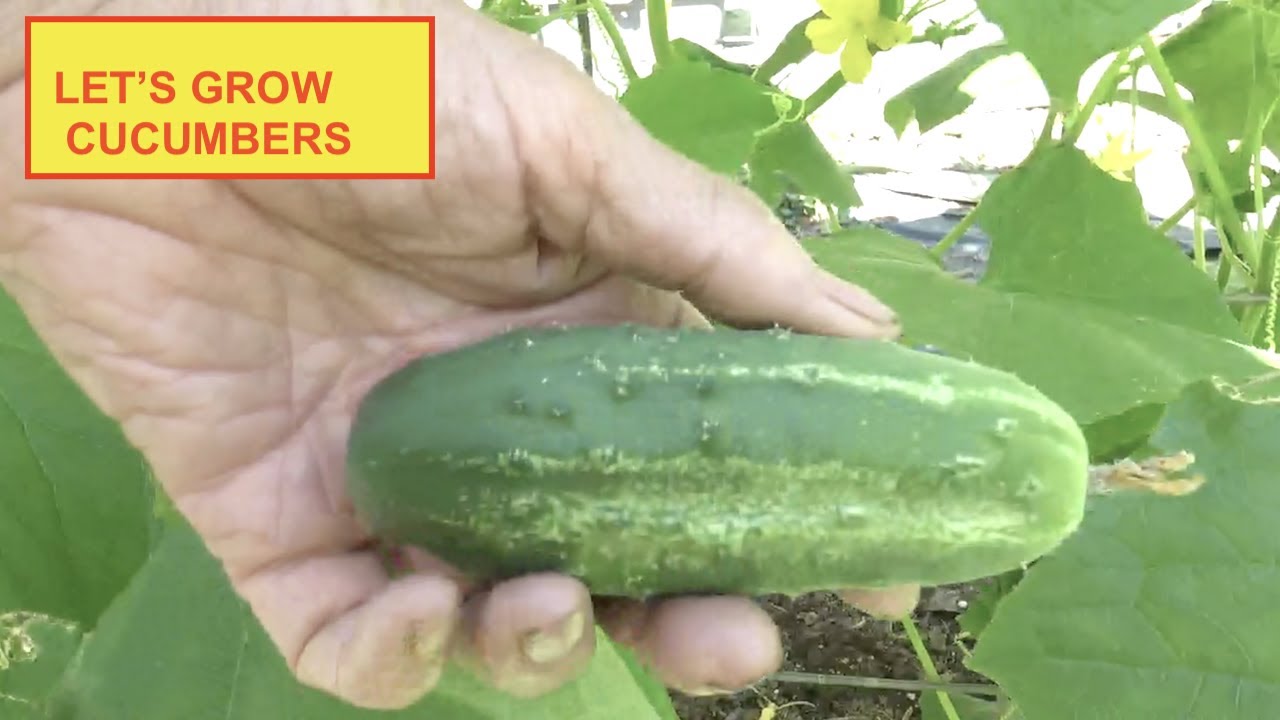 CUCUMBER - GROWING BEST TIPS & MAKING JAPANESE PICKLE *TASTE TEST AT END* (OAG)