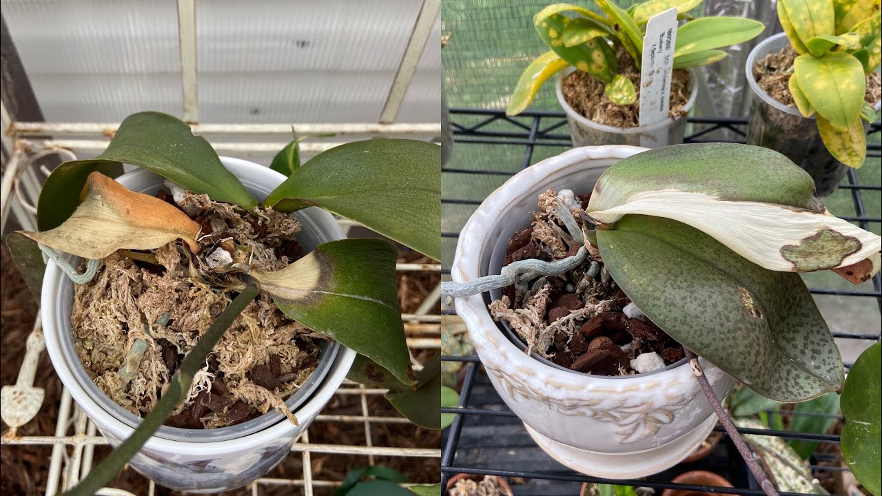 Cold Damaged Orchids😭 Heater Shut Off. Hardship Of Growing In The North.
