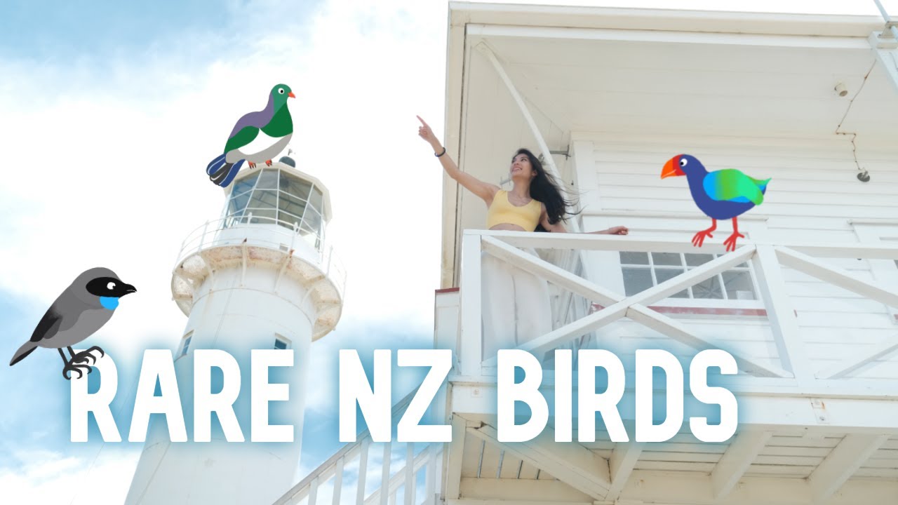 Native NZ Bird Spotting at Tiritiri Matangi Island + America's Cup Village | Auckland, NEW ZEALAND