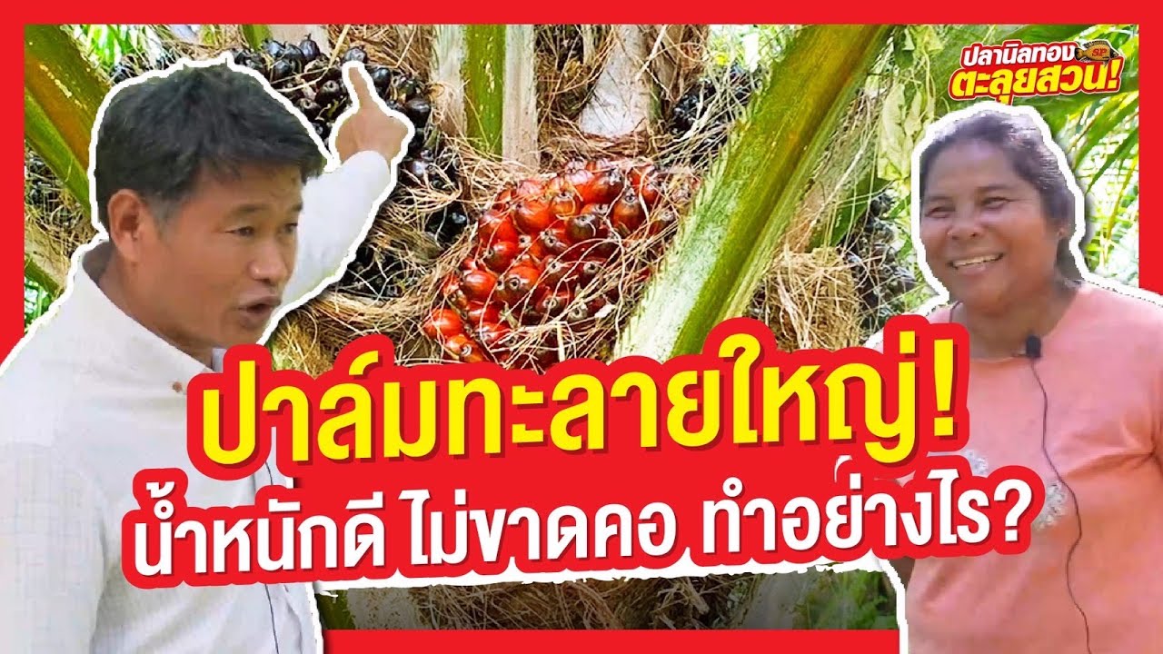 ตะลุยสวน EP.47 ตอน ทำปาล์มทะลายใหญ่ น้ำหนักดี ไม่ขาดคอ ทำอย่างไร!