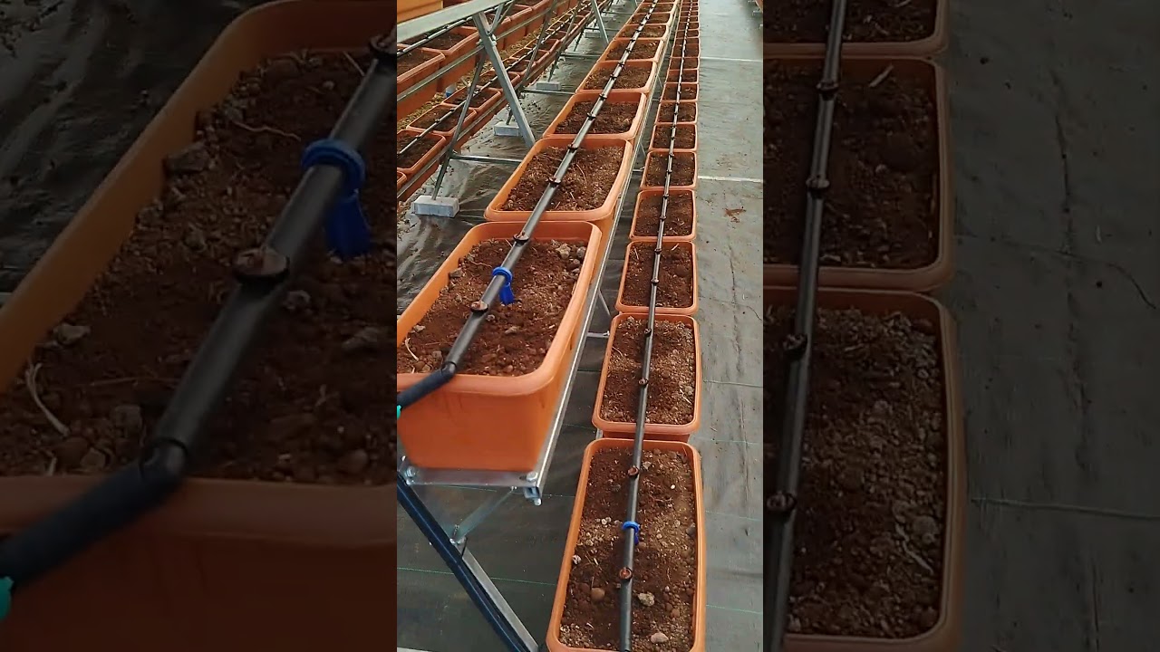 Polyhouse Pot drip irrigation