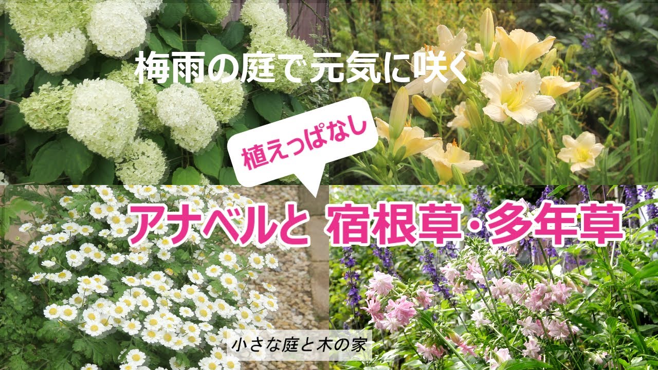 【梅雨の庭】で元気に咲く《植えっぱなしの宿根草・多年草》と紫陽花（アナベル）