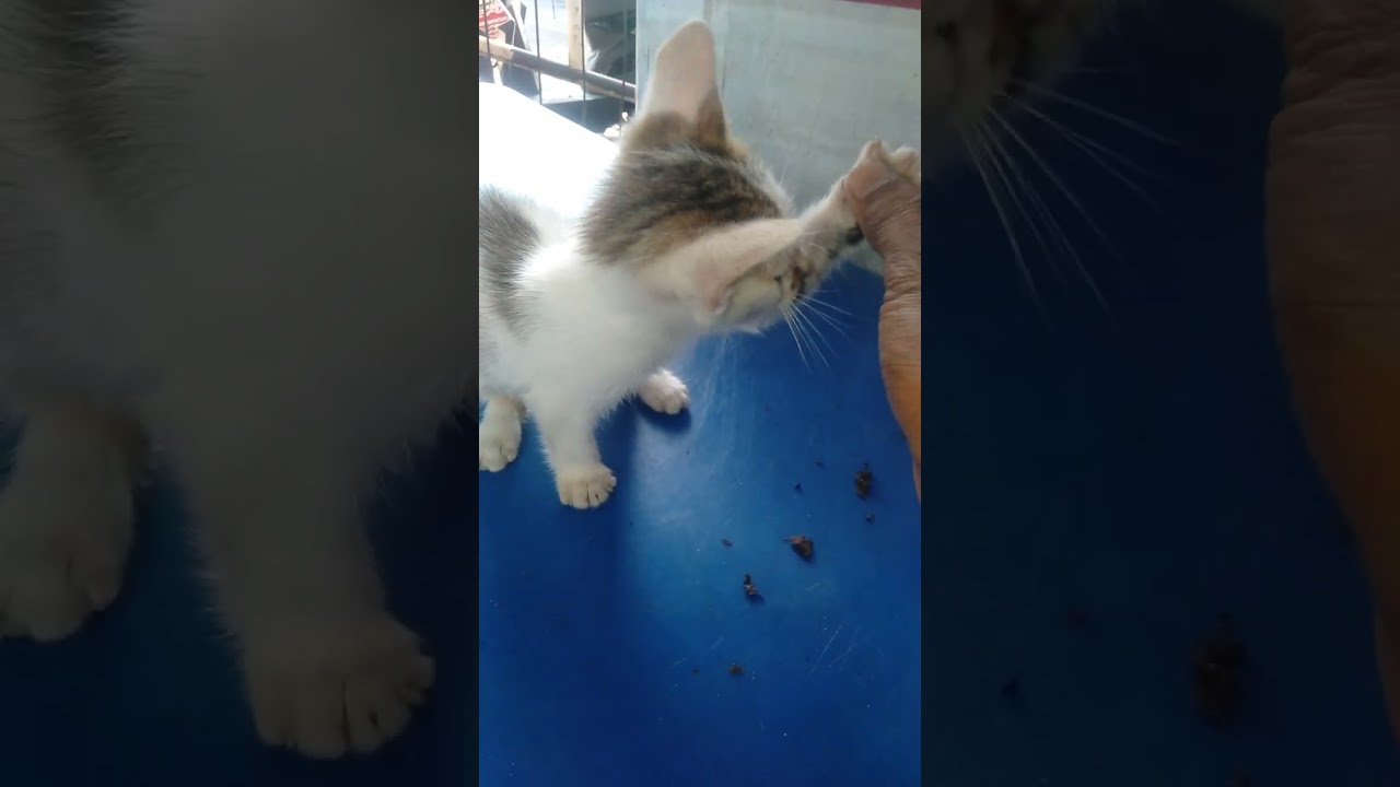 mainan dulu sama bocil#kitten 