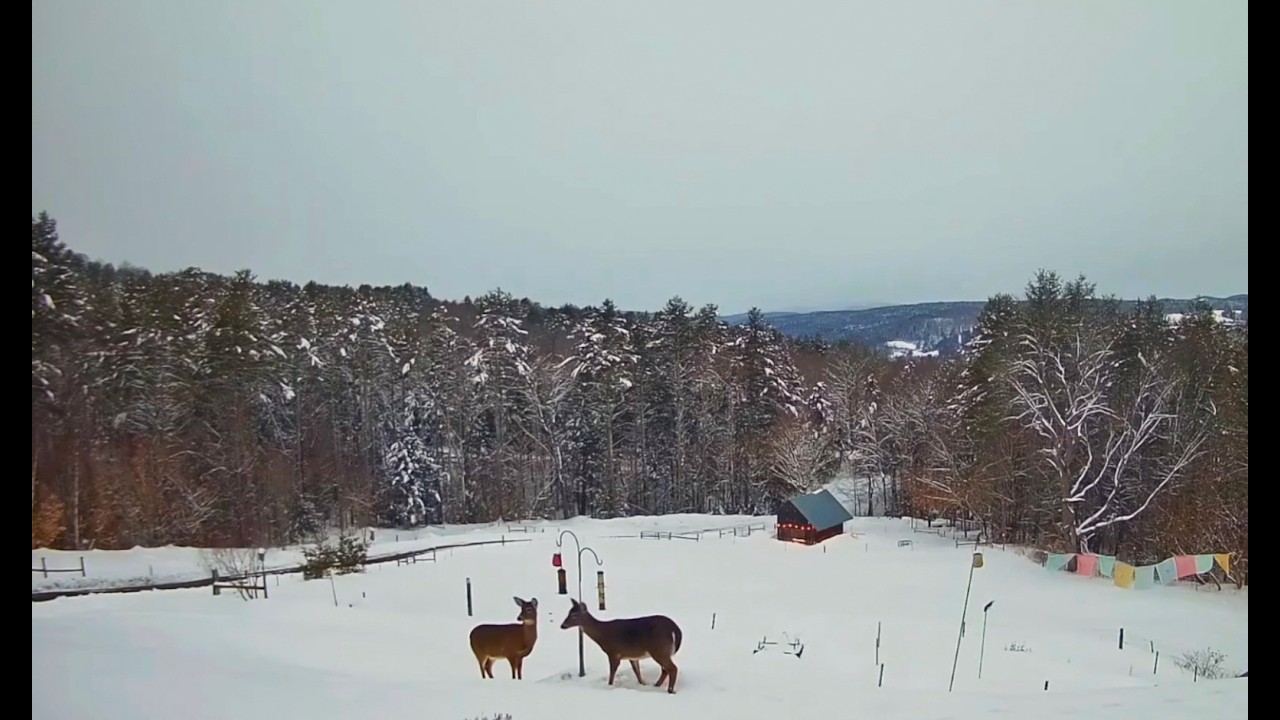 Deer at Feeder in Snow (with music)