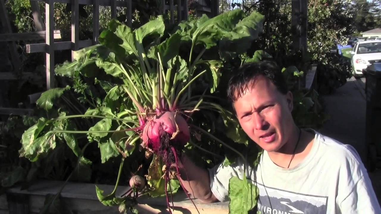 My 3 Secrets for Growing BIG Vegetables in My Garden